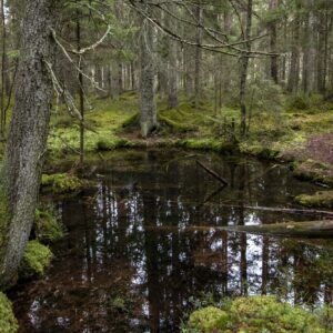 En kallkälla som den omgivande granskogen speglar sig i
