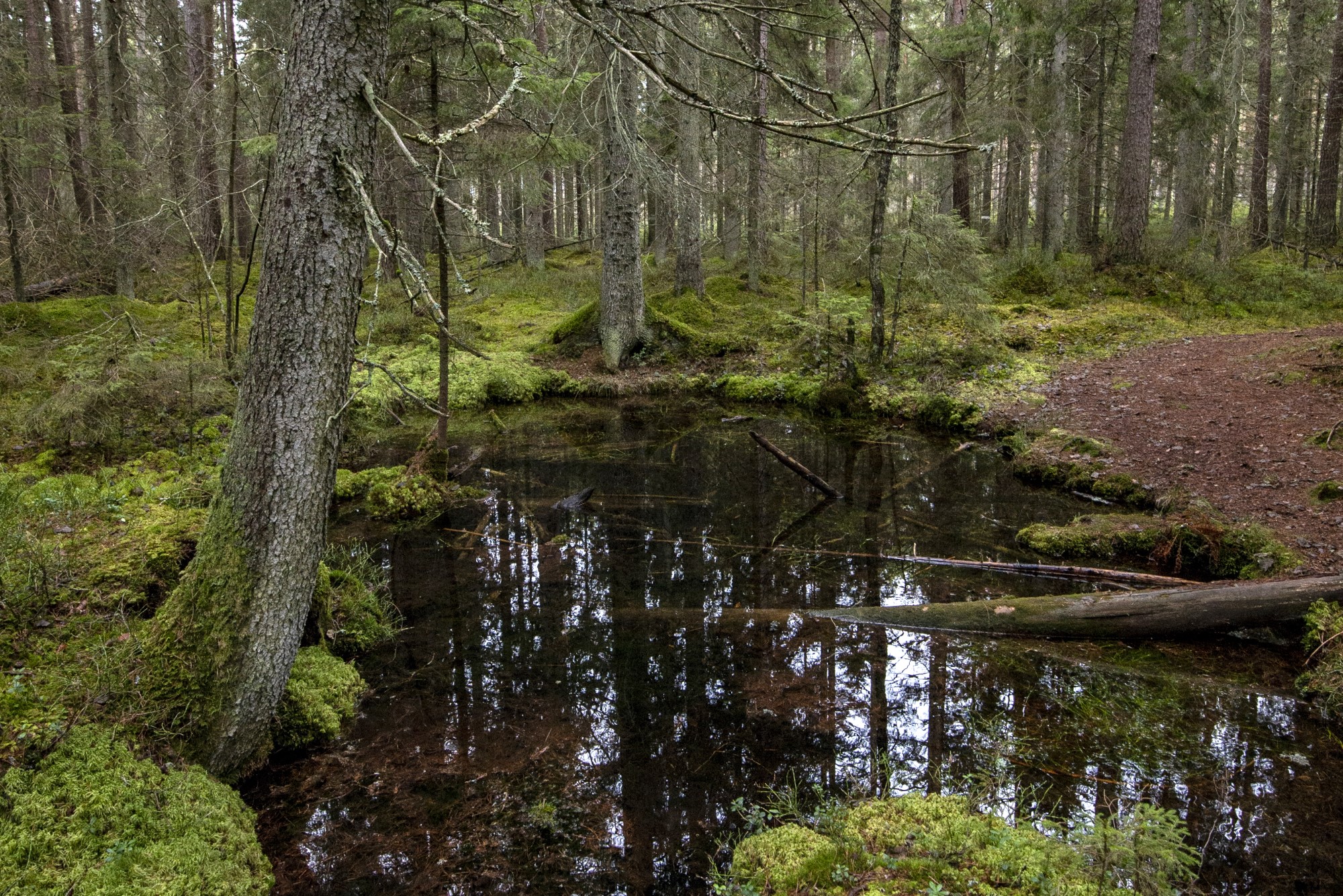 En kallkälla som den omgivande granskogen speglar sig i