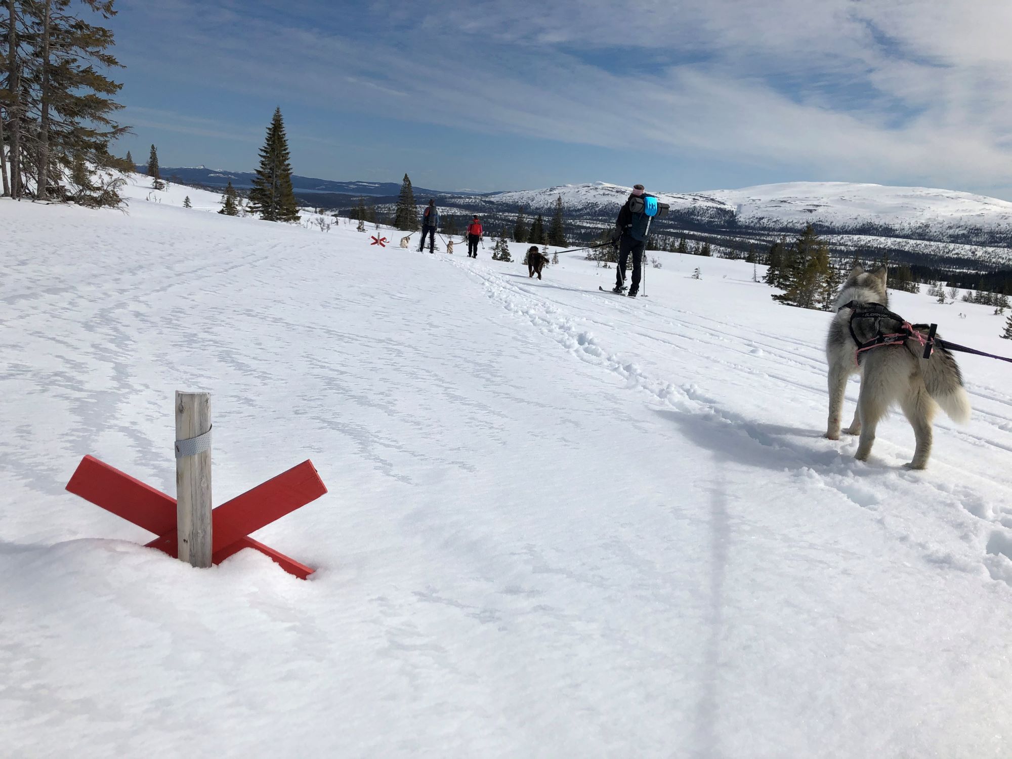 Ett ledkryss nästan helt begravt i snö och en gråvit polarhund i sele, tre skidåkare och utsikt över snöklädda fjäll