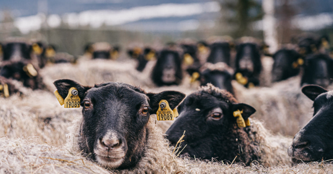 Två får som tittar in i kameran, i bakgrunden en stor flock med får
