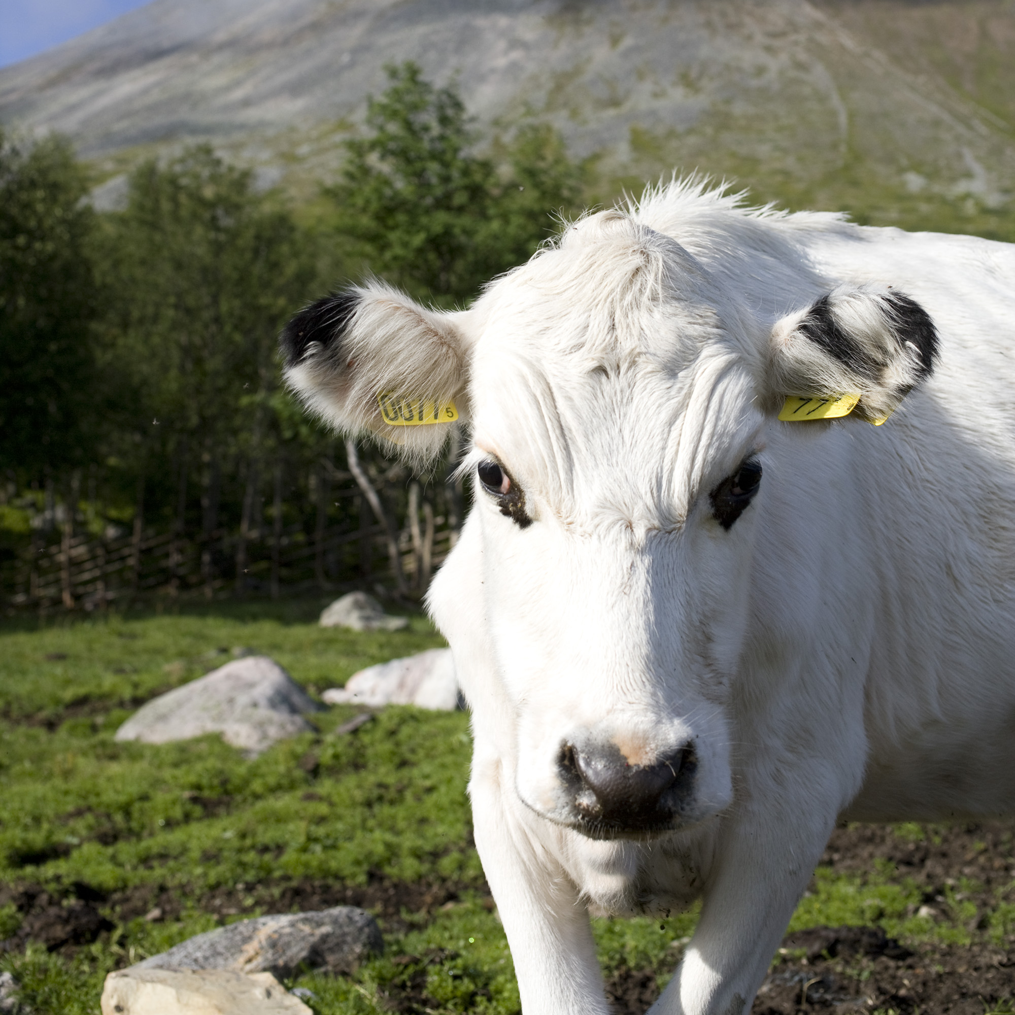 Under sommaren betar fjällkor fritt på Sonfjällets sluttningar
