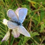 Fjällvickerblåvinge - en intensivt ljusblå fjäril - som sitter på växten fjällvedel