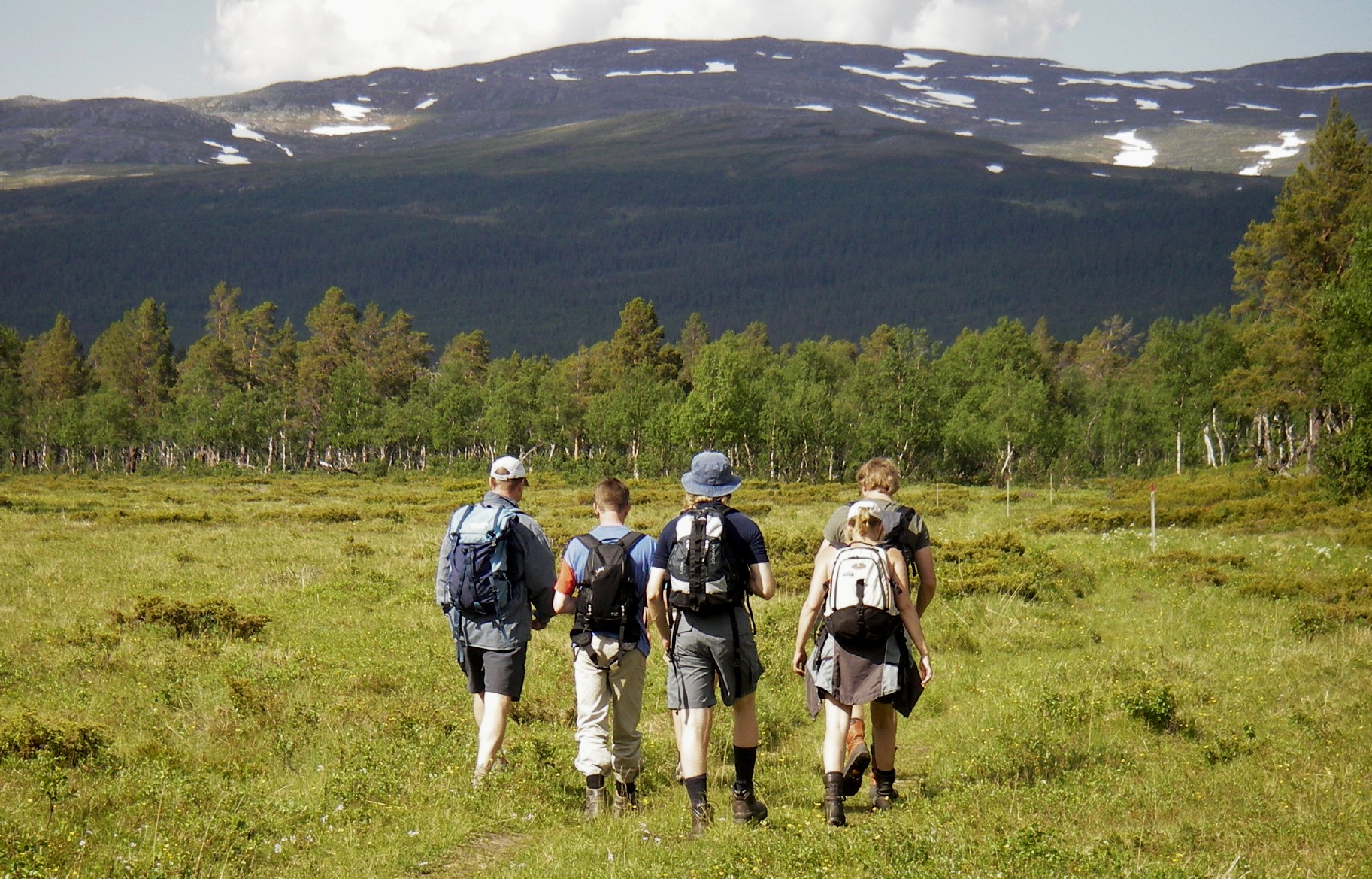 Fem personer vandrar över grönskande äng med björkskog och ett fjäll i bakgrunden