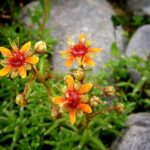 En liten gul och orange blomma som heter gullbräcka