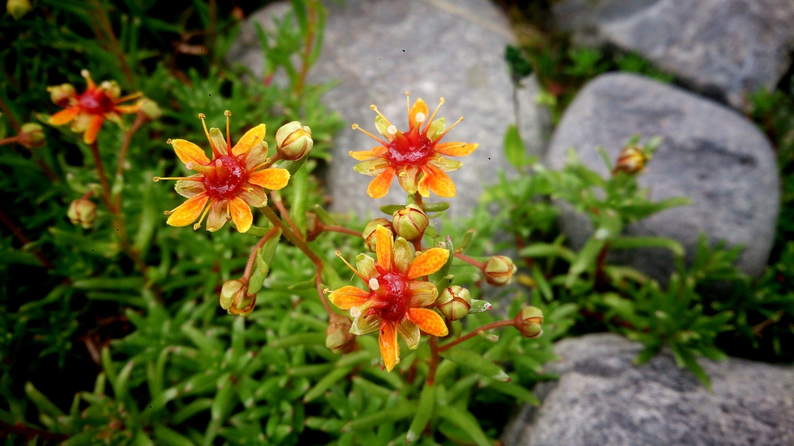 En liten gul och orange blomma som heter gullbräcka