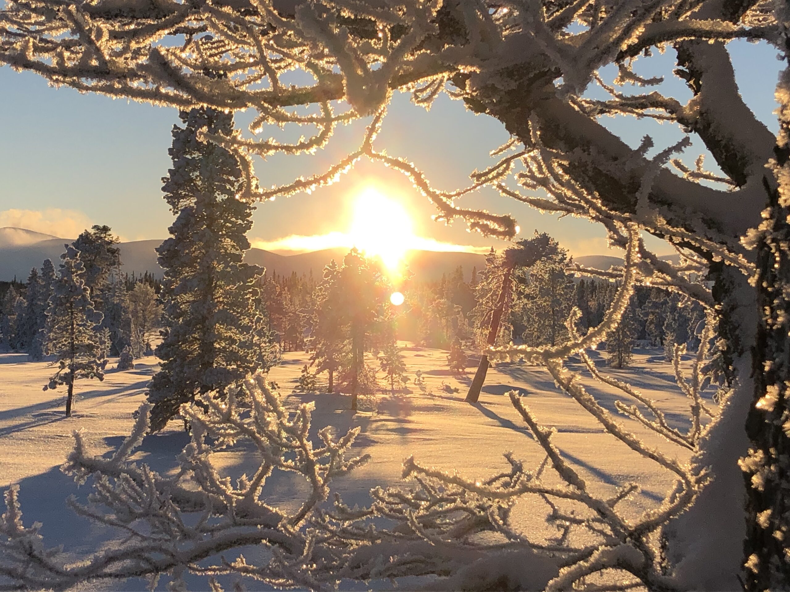 Solen tittar fram mellan trädgrenar täckta av gnistrande snökristaller, med träd i bakgrunden.