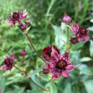 Närbild på växten kråkklöver, en mörkt rosa blomma