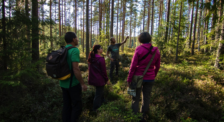 Tre personer i en tallskog lyssnar på guide som pekar upp mot tallarna