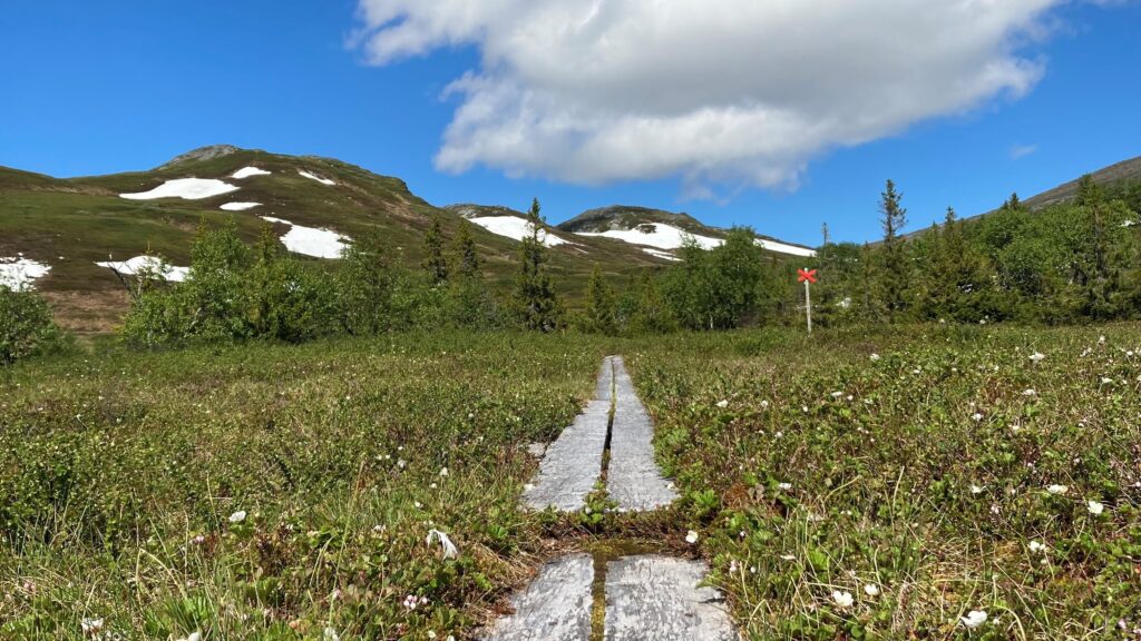 Träspång över grönskande fjällmyr med hjortronblommor. I bakgrunden fjälltoppar med lite snö kvar.