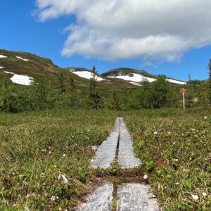 Träspång över grönskande fjällmyr med hjortronblommor. I bakgrunden fjälltoppar med lite snö kvar.