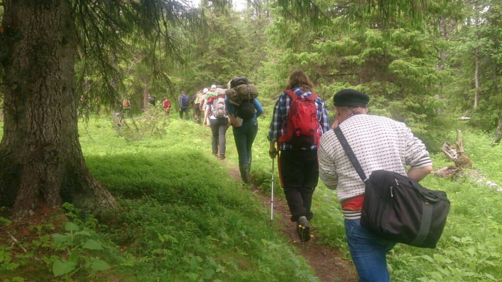 Grupp av människor vandrar på skogsstig förbi en stor gran