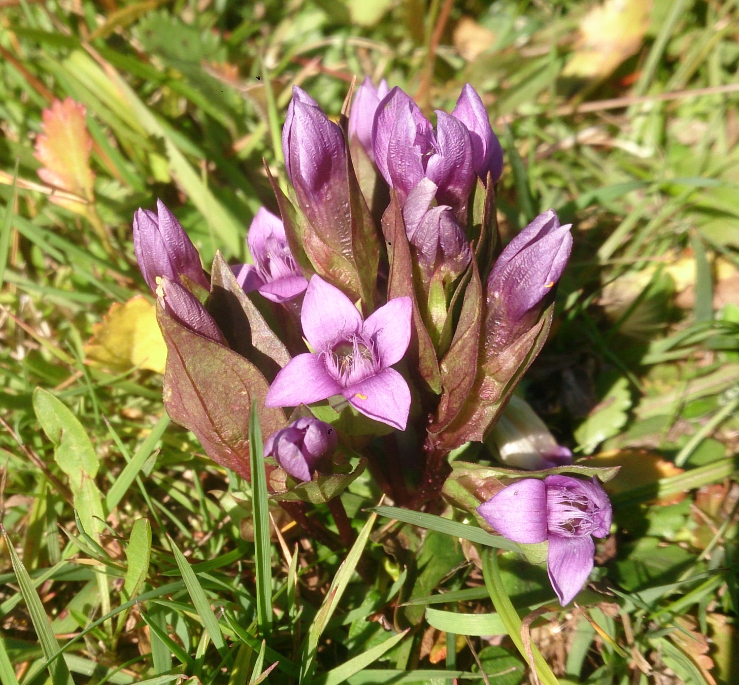 Blommande Fältgentiana - en sällsynt växt med lila blommor