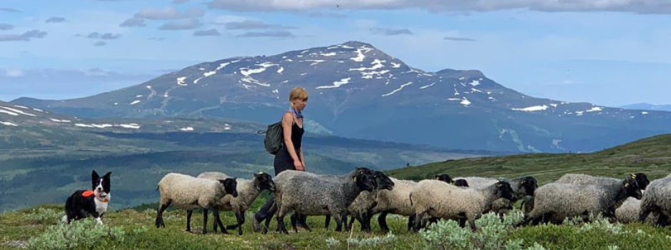 Kvinna och vallhund vandrar med en fårflock, i bakgrunden syns Åreskutan