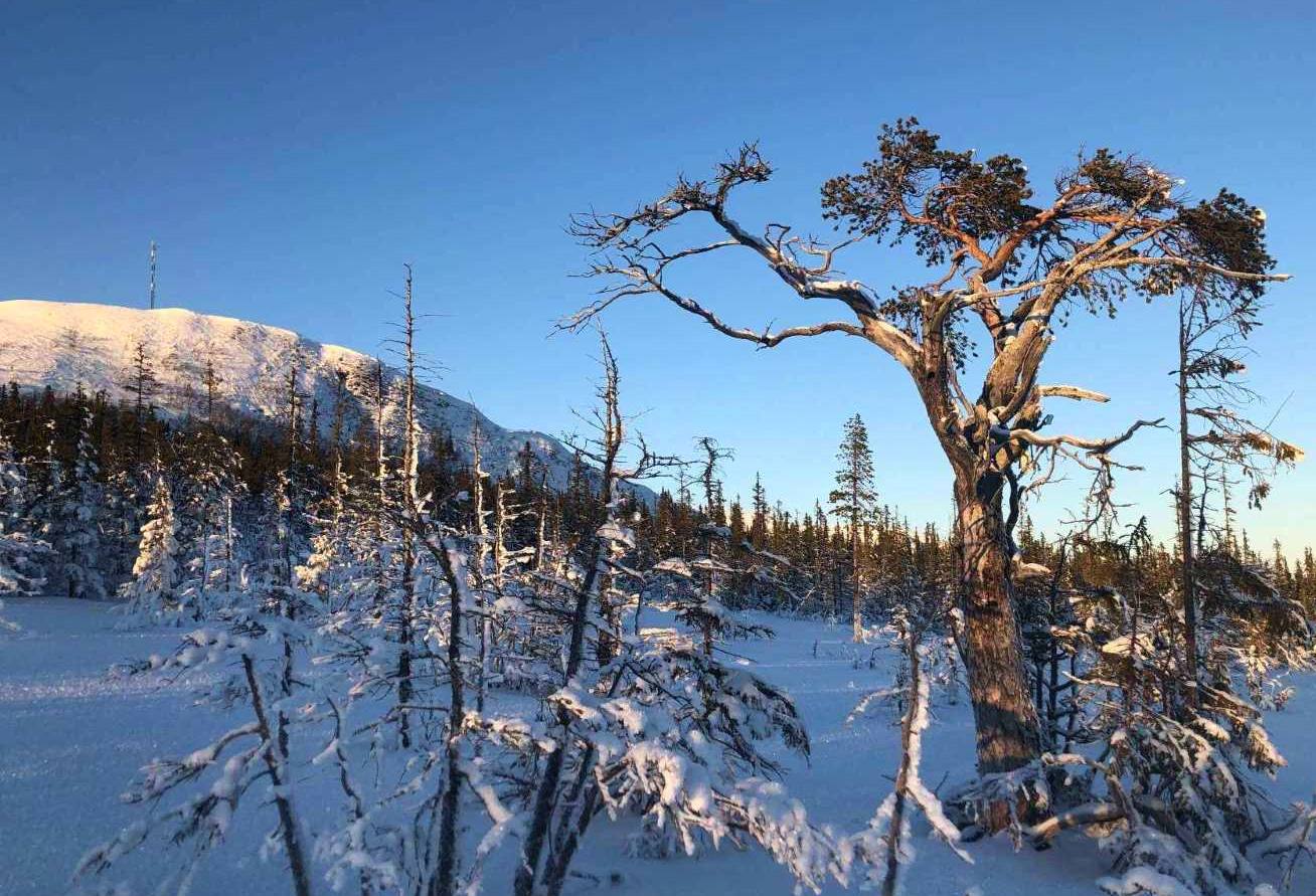 KNotig gammal tall och torra fjällgranar på snötäckt fjällsluttning