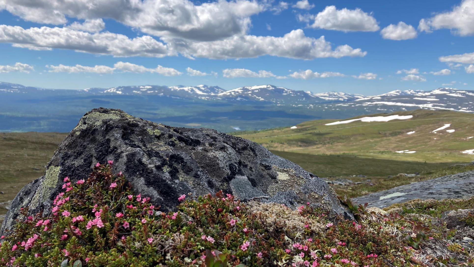 Sten med blommande krypljung i förgrunden, soligt fjällandskap med snöklädda toppar i bakgrunden.