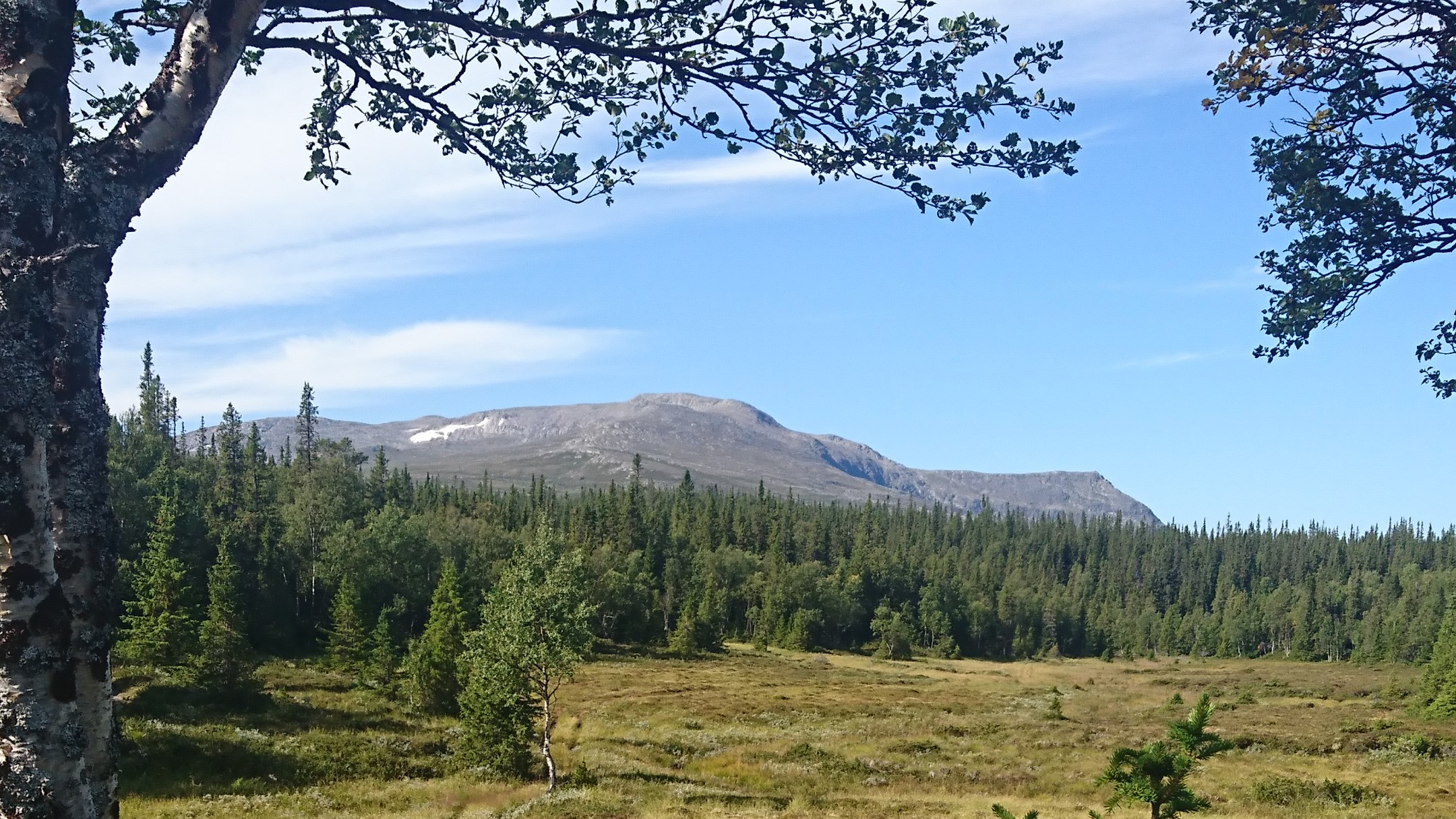 Utsikt över fjällskog och myr med ett fjäll i bakgrunden