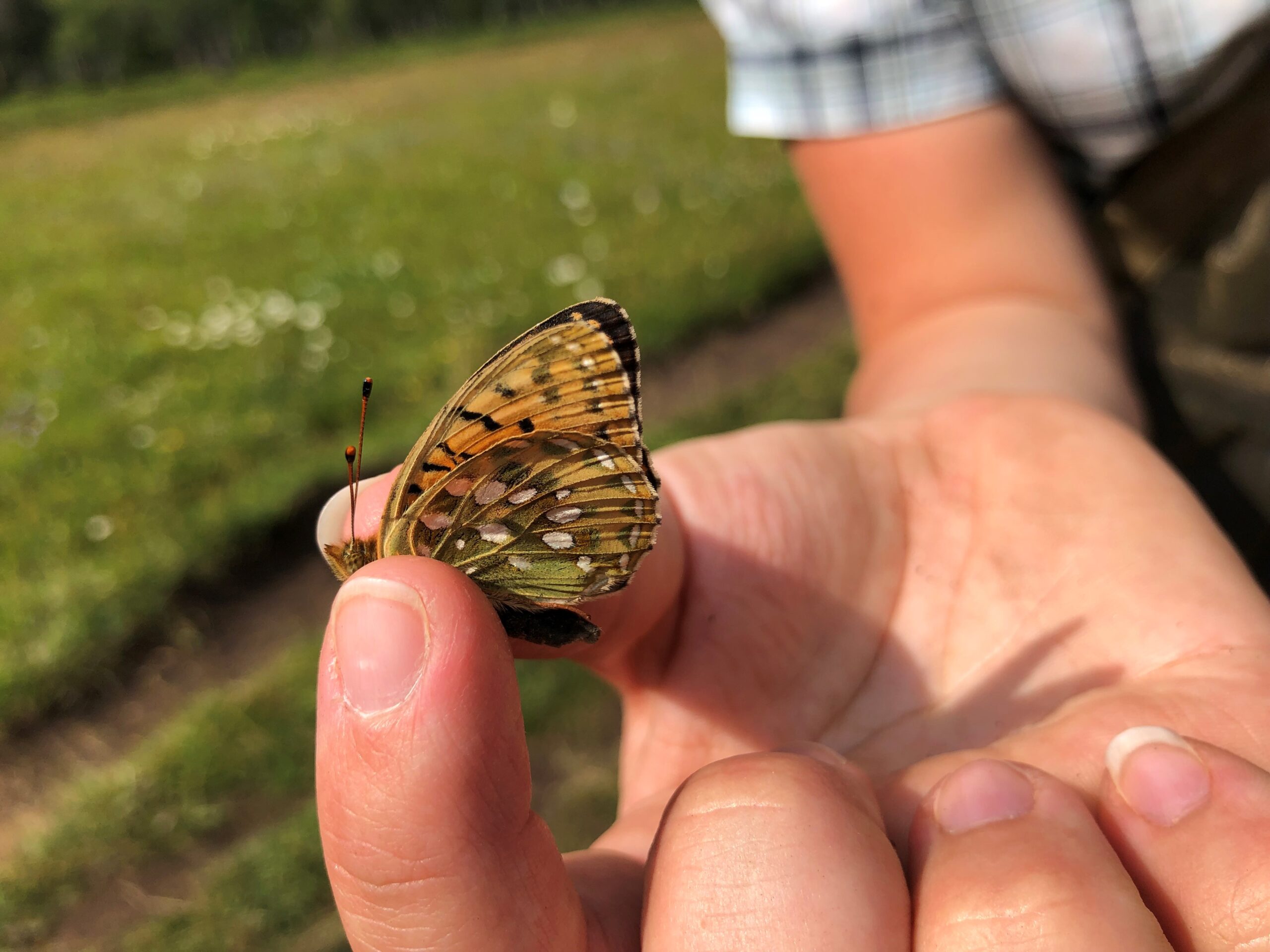 En hand håller varsamt i en fångad, orangebrun fjäril