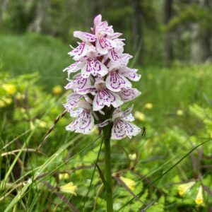 Närbild på växten fläcknyckel, en vit och rosa orkidé