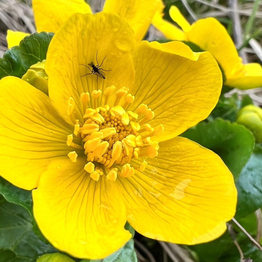 Närbild på en kabbeleka, en gul blomma, och en liten insekt