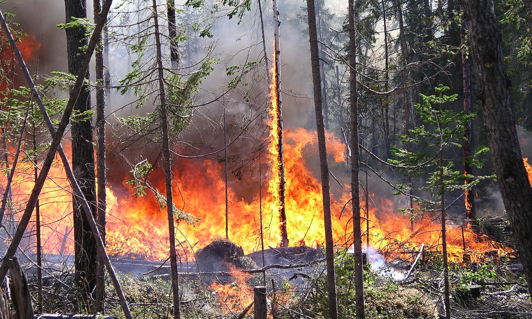Stora lågor från en skogsbrand slår upp mot trädstammar