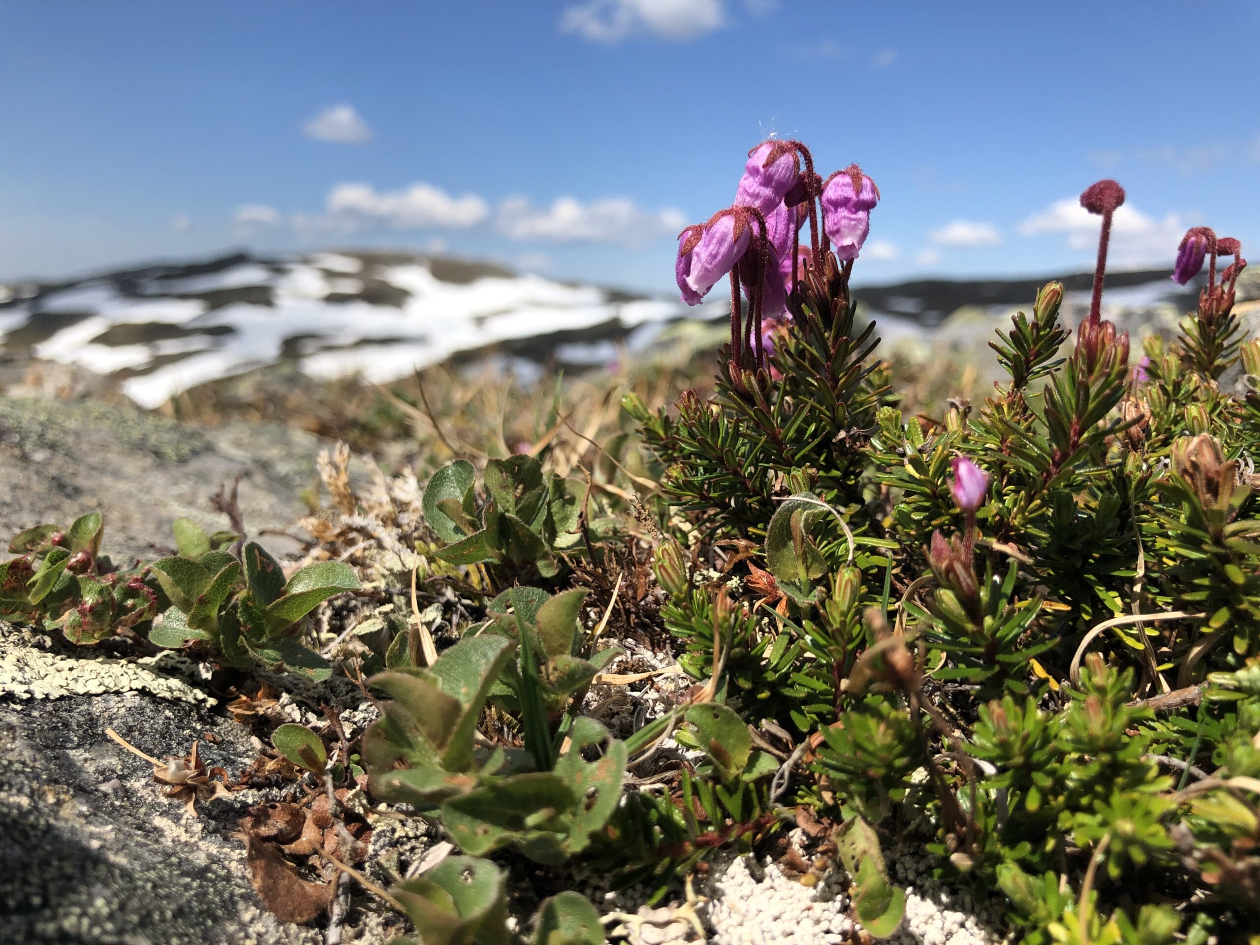 Blommande lappljung med snöklätt fjäll långt borta i bakgrunden