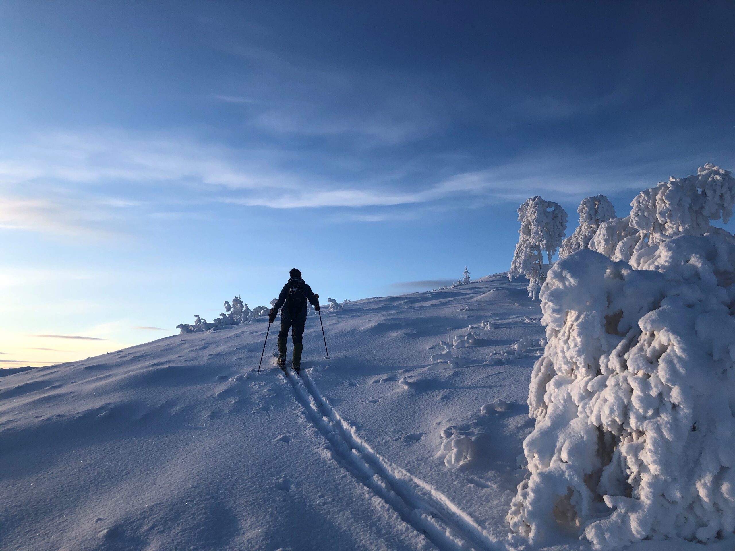 En person åker turskidor på en fjällsida, med snötyngda fjällbjörkar i förgrunden. Gnistrande vit snö och blå himmel.