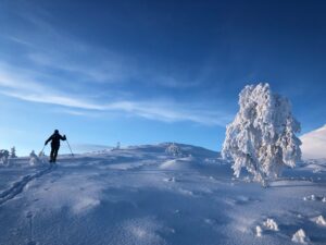 En person åker skidor över en snötäckt fjällsida, med blå himmel i bakgrunden och en snötyngd fjällbjörk bredvid