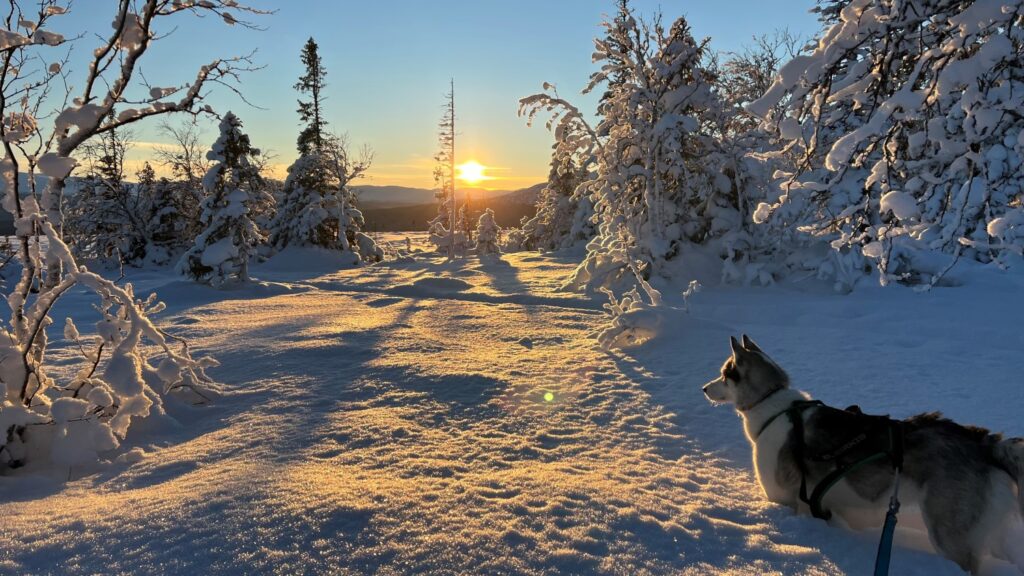 En hund tittar mot en lågt stående sol i snöigt fjällandskap