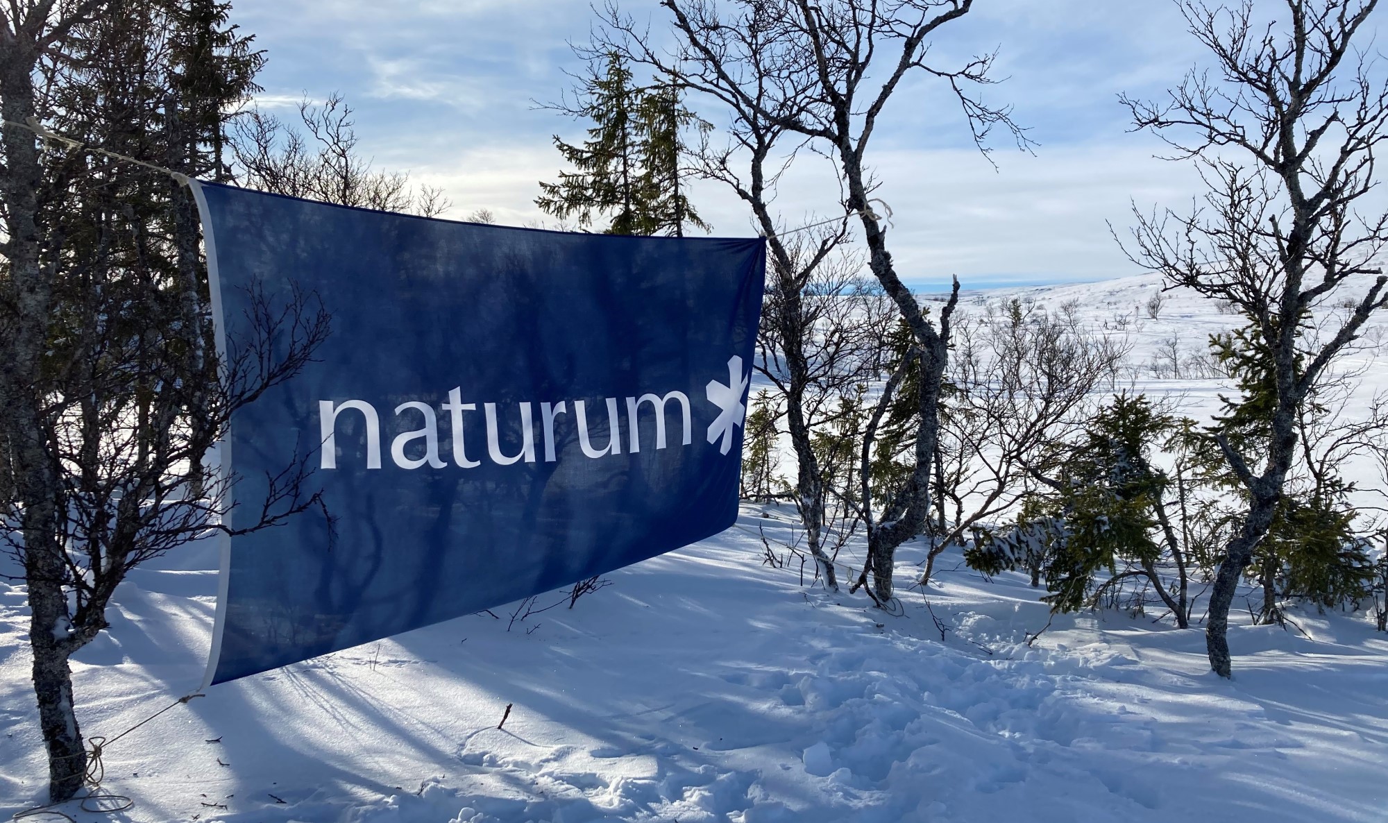 En flagga med naturums logotyp uppspänd mellan fjällbjörkar i vintermiljö