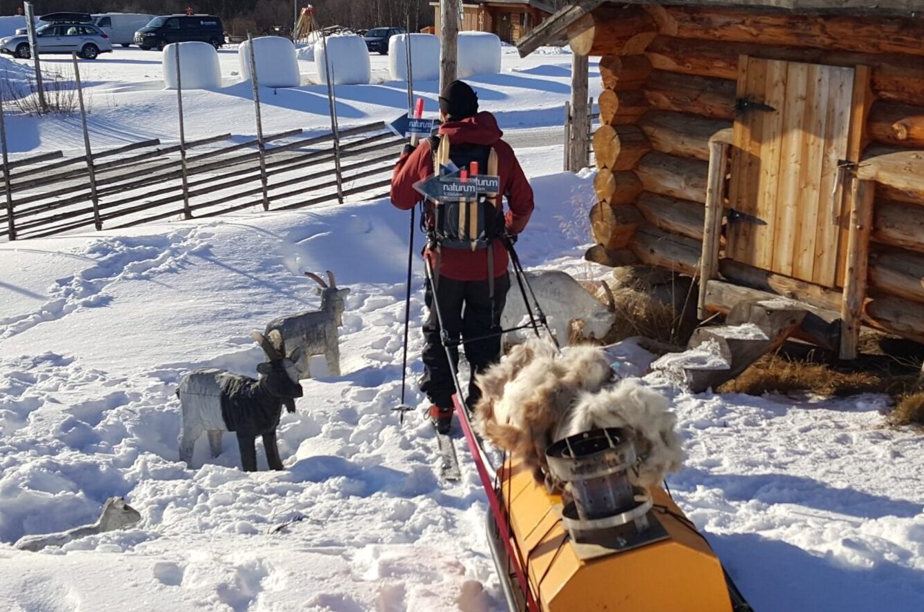 Naturums guide på skidor drar fjällpulka med renfällar och annan utrustning