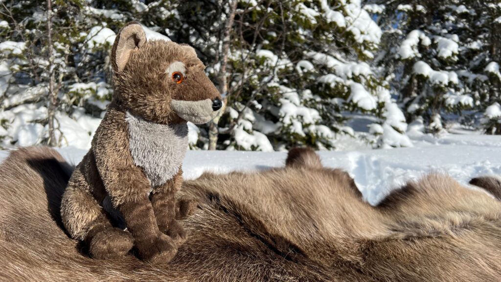 Naturums maskot Rävis, en fjällräv av plysch, sitter på ett renskinn