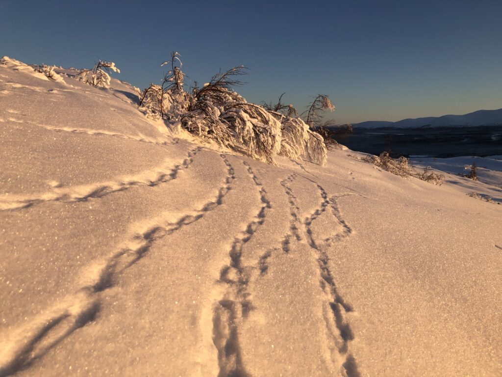 Flera ripspår i snö som möts vid ett litet fjällbjörksnår
