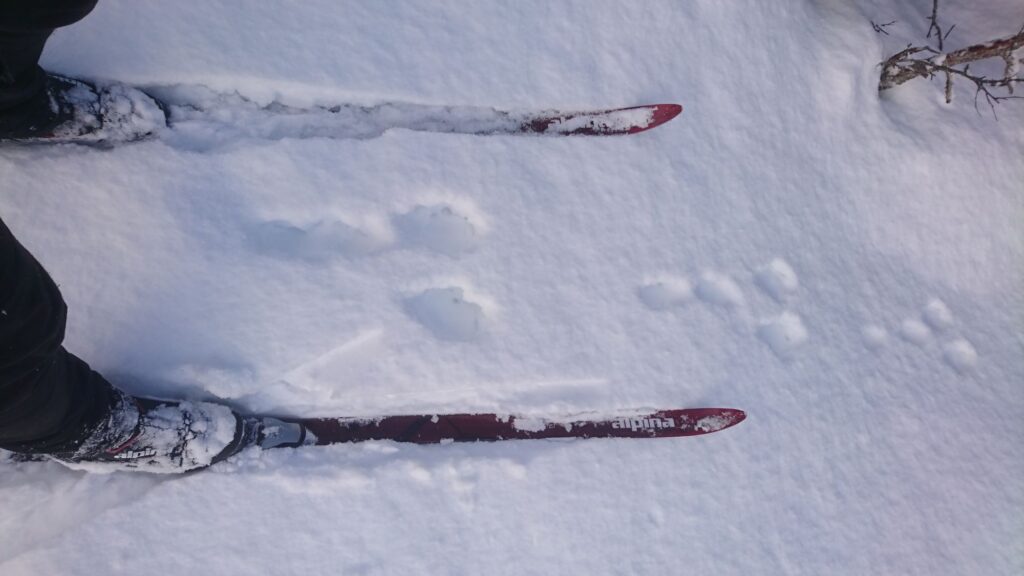 Ett harspår i snö mellan ett par skidor