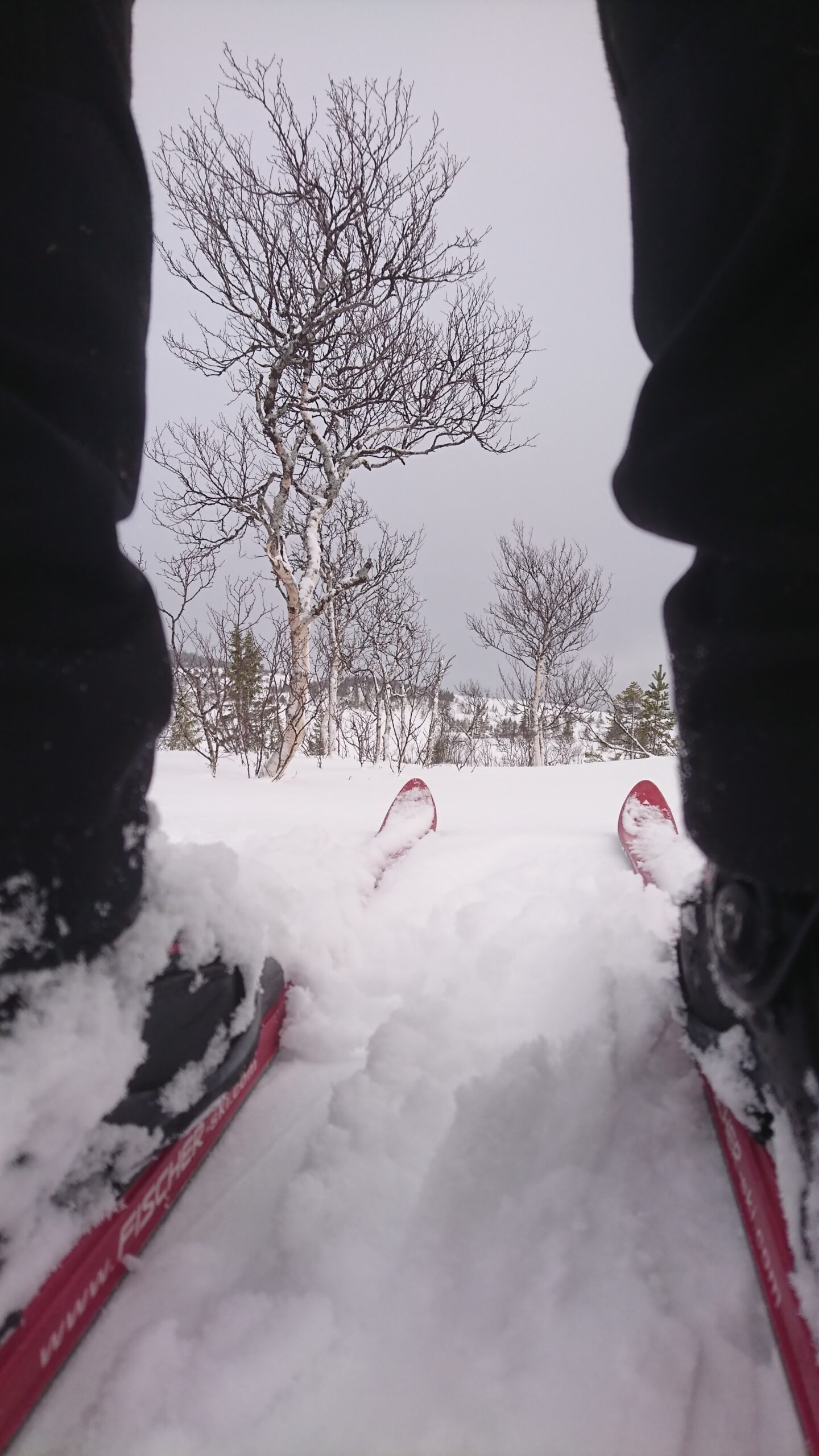 En skidåkares ben och skidor ses bakifrån. I fluffig pudersnö pekar skidspetsarna mot en fjällbjörk.