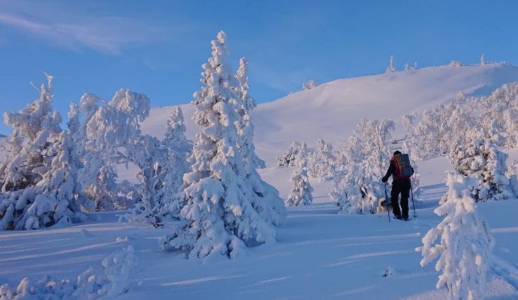 En skidåkare på tur i fjället, bland snötyngda fjällgranar