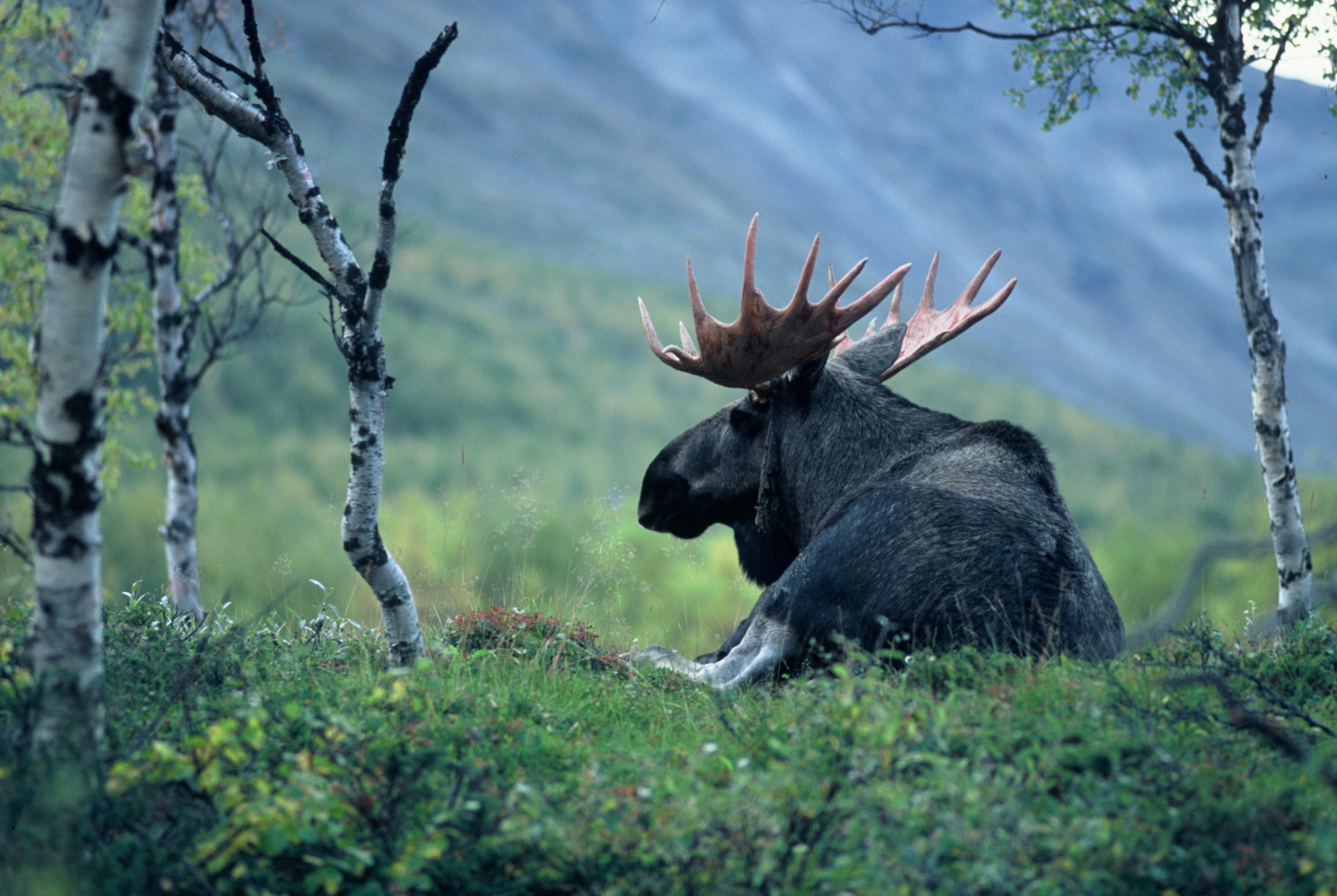 Vilande älgtjur i fjällandskap