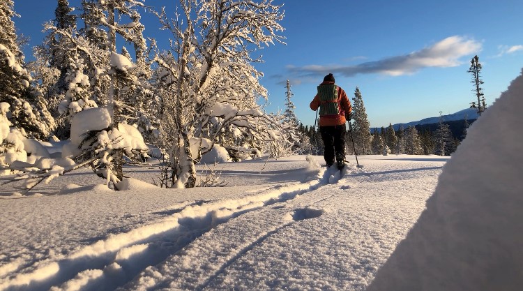 Person åker skidor i orörd snö bland fjällbjörkar