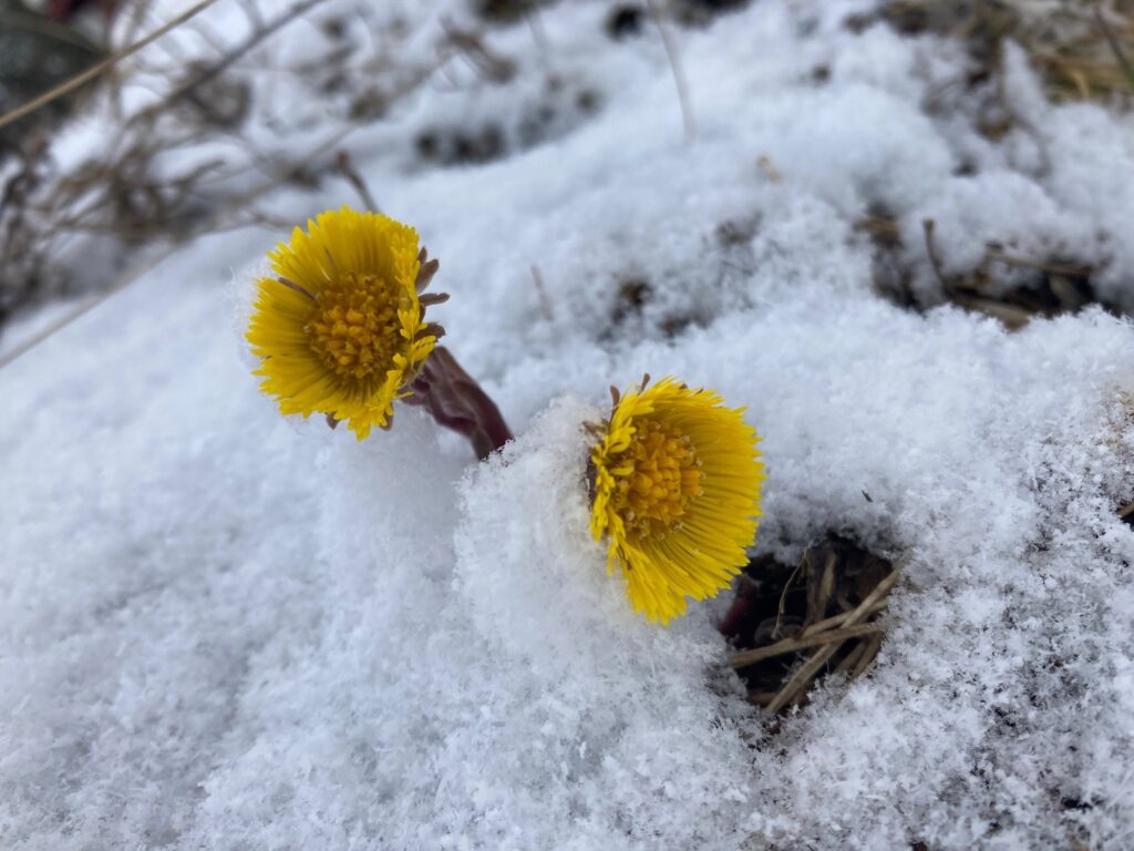 Två stycken tussilago som blommar i snö