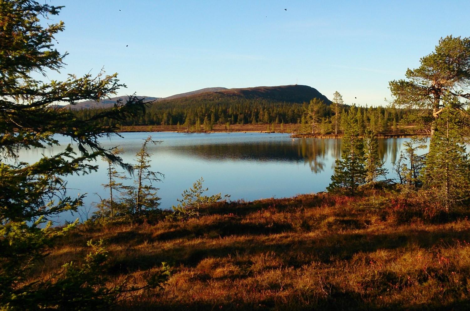 Höstfärgad utsikt över Vargtjärn mot fjälltoppen Middagsvalen